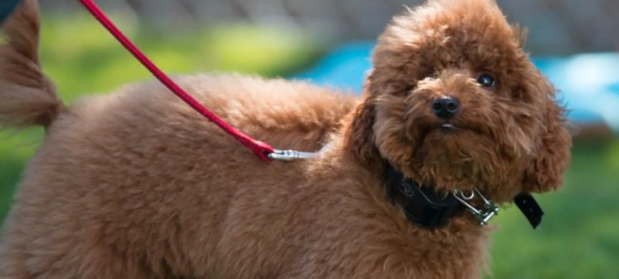 Dog with leash walking around